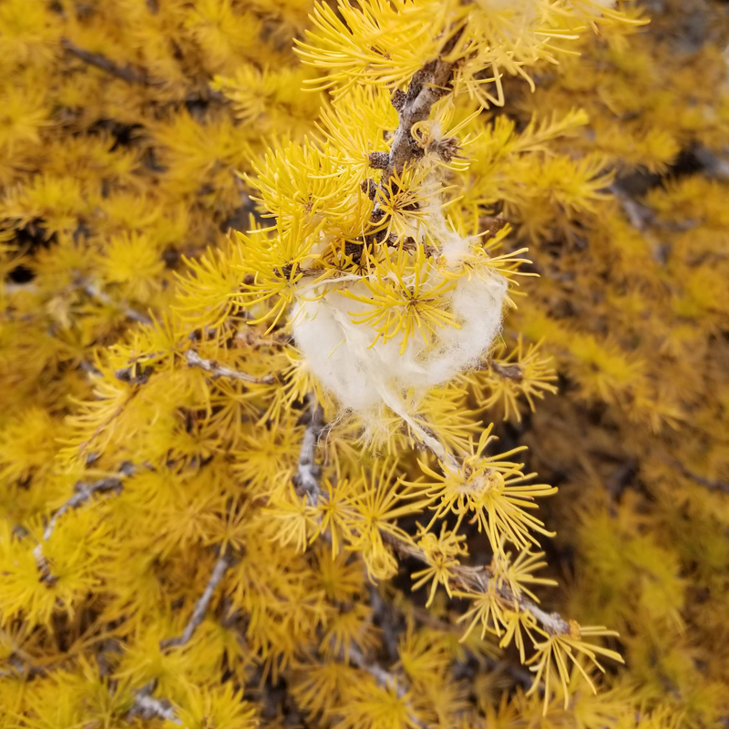 A tuft of mountain goat fur is caught in the brilliant yellow needles of a larch tree