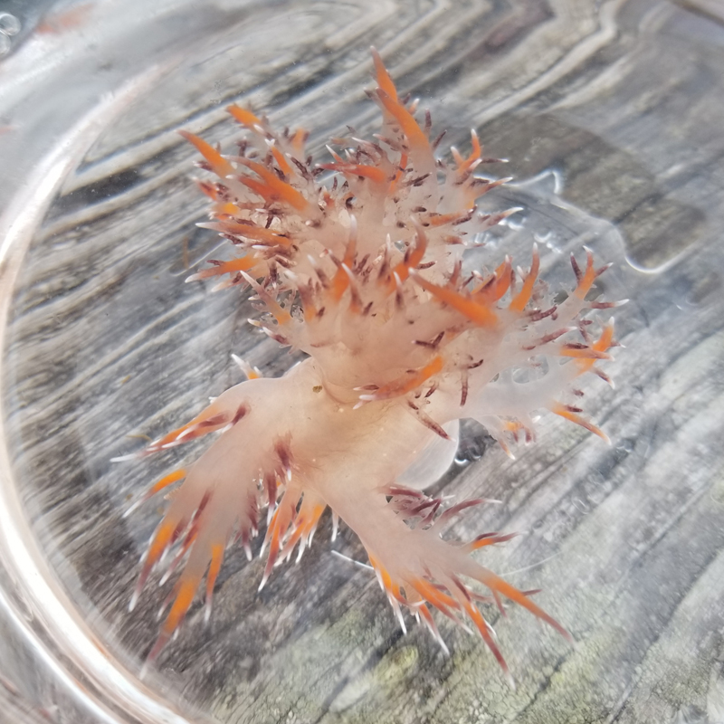 A rainbow nudibranch swimming in water in a clear bowl