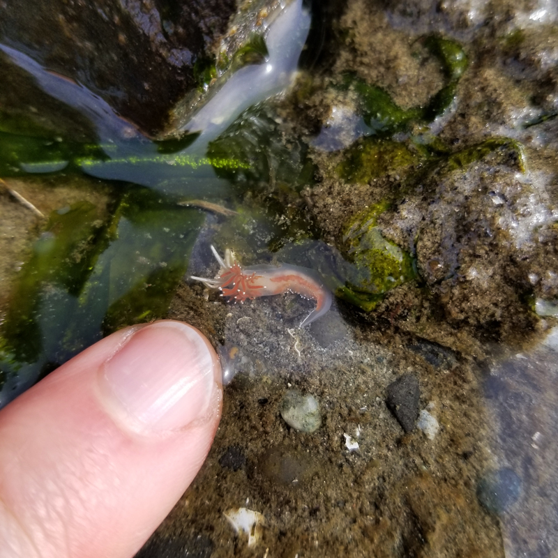 A finger points out a tiny clear and orange nudibranch in a tidepool